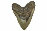 Fossil Megalodon Tooth - North Carolina #348156-1